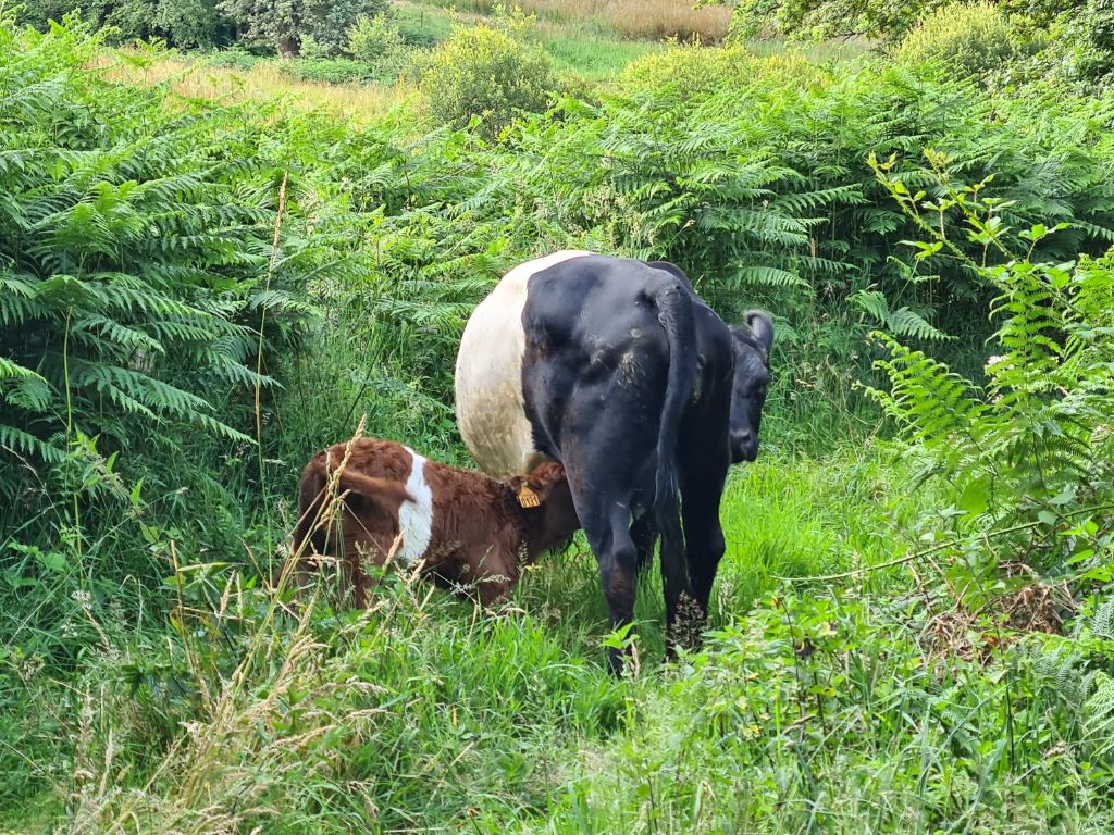 Vaches Belted Galloways                    