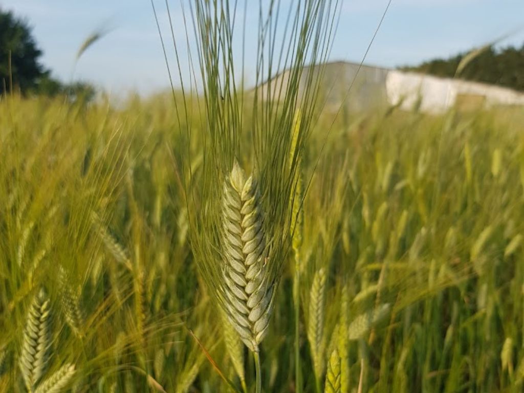 Des céréales...